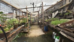 Sistemas de plantio